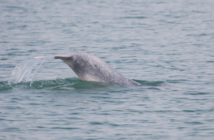 中華白海豚的尾部。