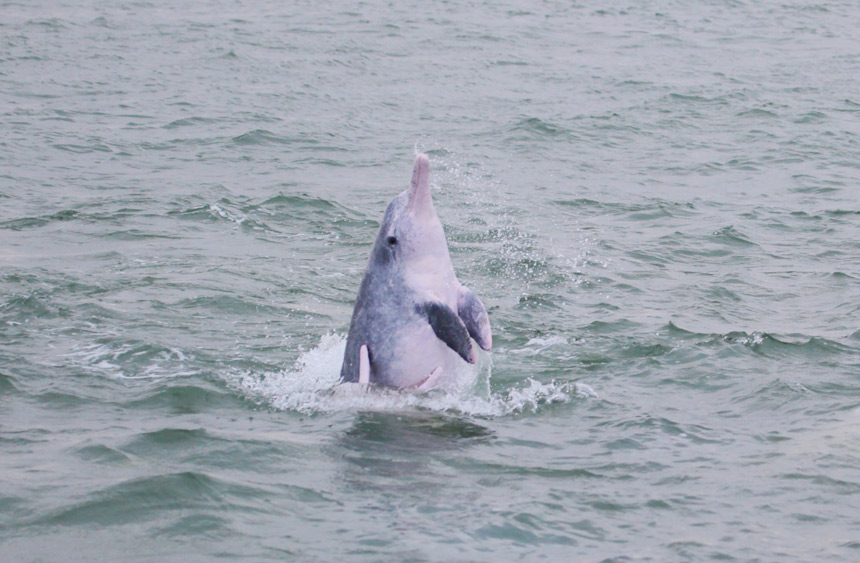 中华白海豚不时跃出水面嬉戏。