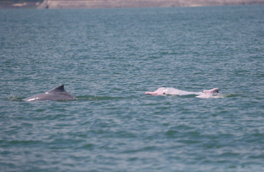 中華白海豚在海中暢游。