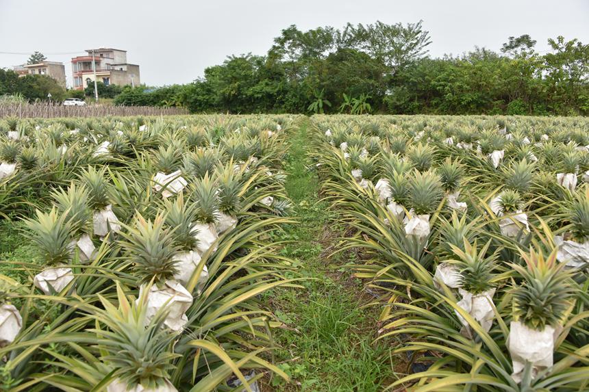 岑岳村鳳梨種植基地