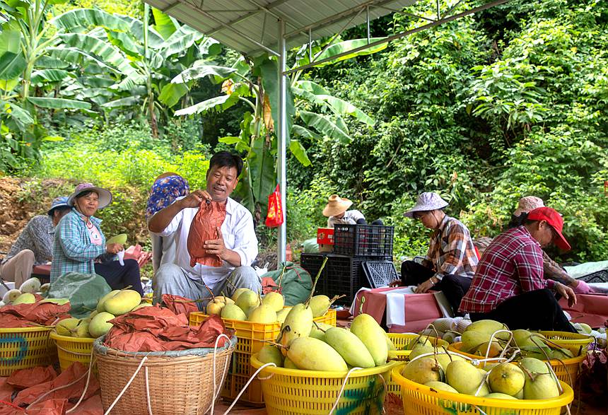 田林县种植的高山晚熟芒果喜获丰收