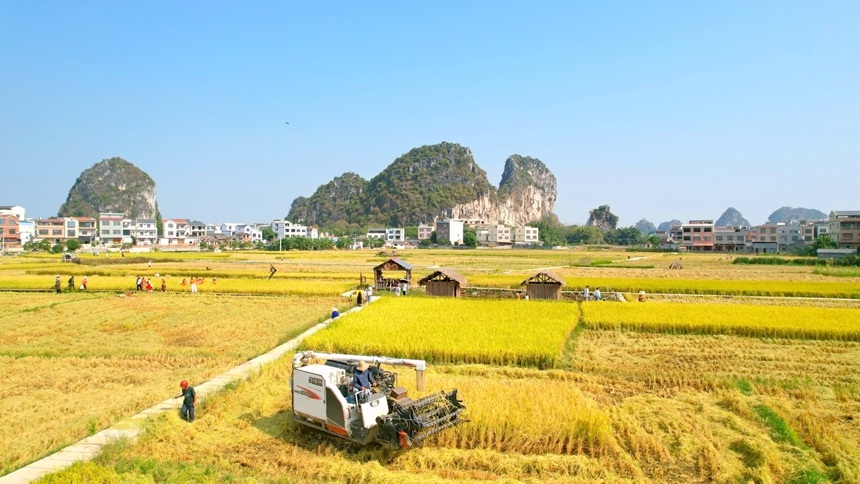 港南區山邊旅游區龜山腳下稻田收割航拍圖。劉志寧攝