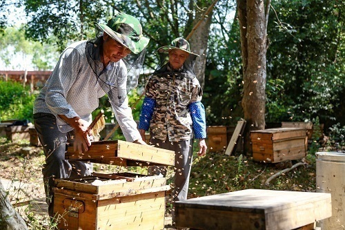 蜜蜂养殖。 黄廷国摄