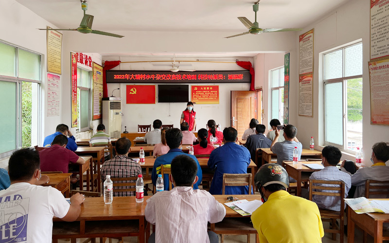潘颖群到大塘村委会开展水牛杂交改良技术培训。
