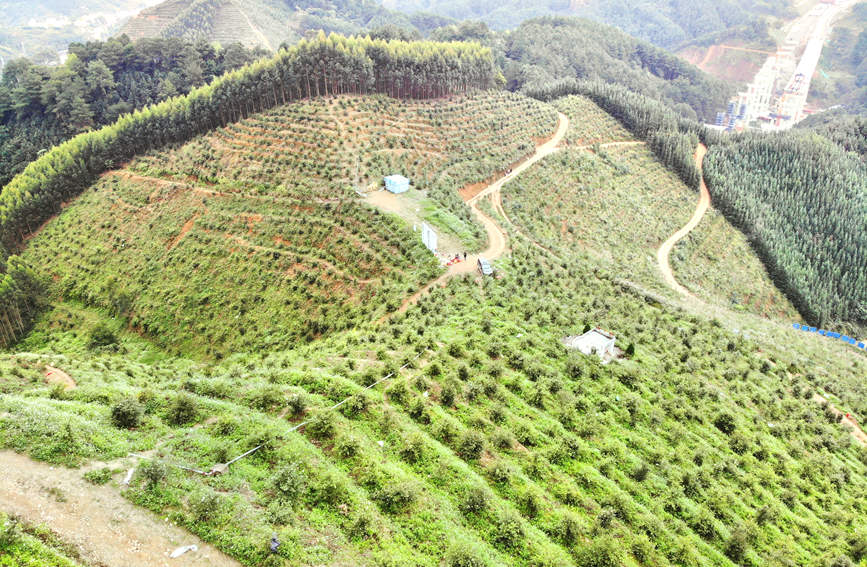 高桥村油茶基地。