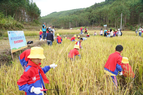 学生们正在收割稻谷。