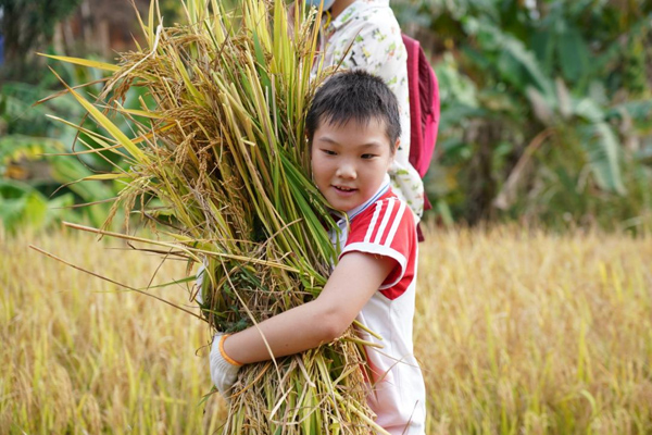 学生抱着刚收割的稻谷。