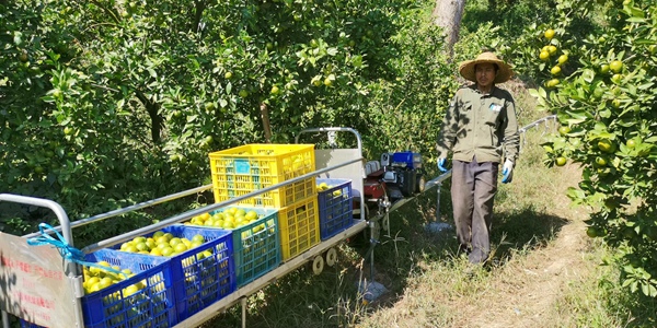 工人用铁轨运输采摘的贡柑。黄燕群摄
