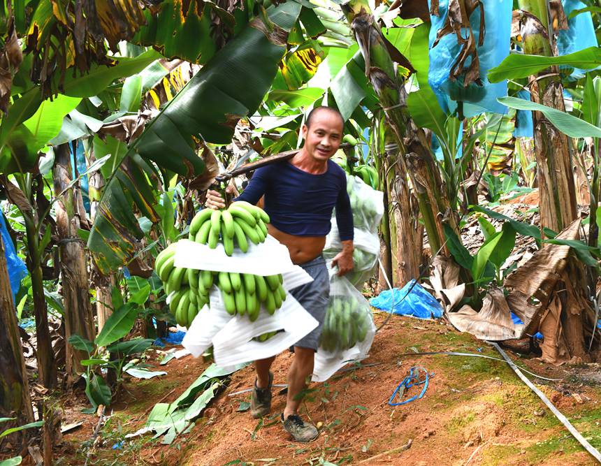 11月16日，广西宁明华侨农场中站香蕉基地工人正在扛运喜获丰收的香蕉