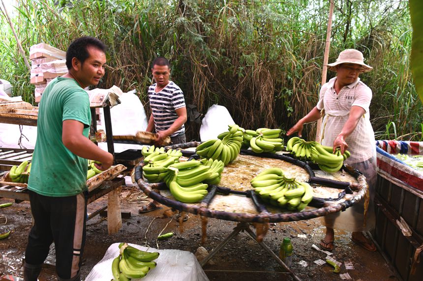 11月16日，广西宁明华侨农场中站香蕉基地工人将清洗过的香蕉准备过称包装