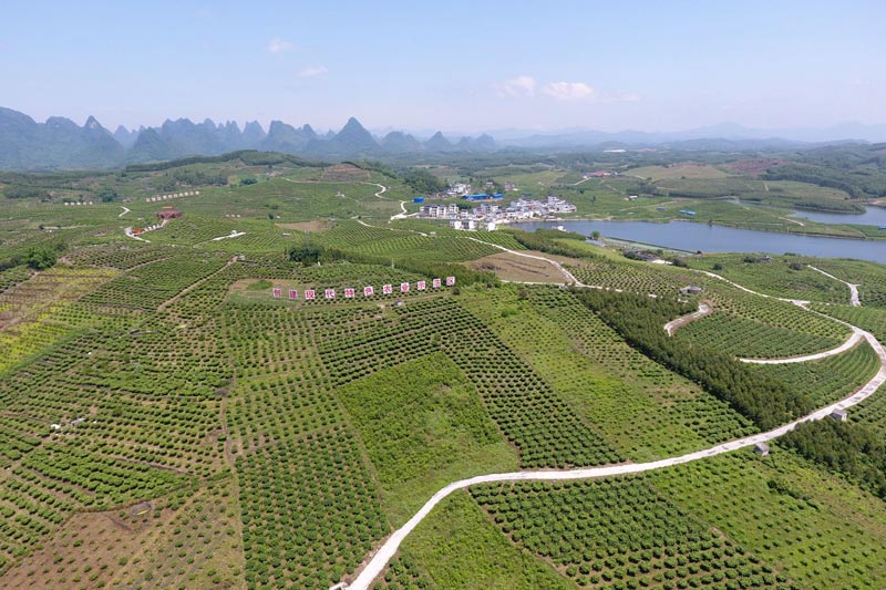 罗城大风岭中药材产业示范区。