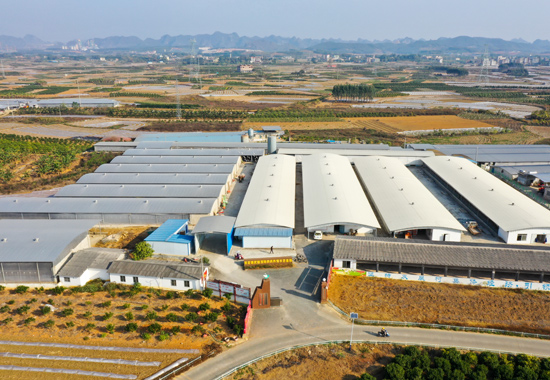 西乡塘区双定镇武陵抱团发展打造顶哈肉鸽养殖示范基地。