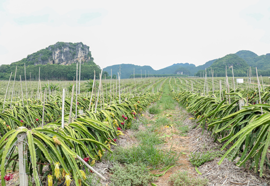 西乡塘区坛洛镇同富村通过流转土地发展起来的火龙果种植基地。