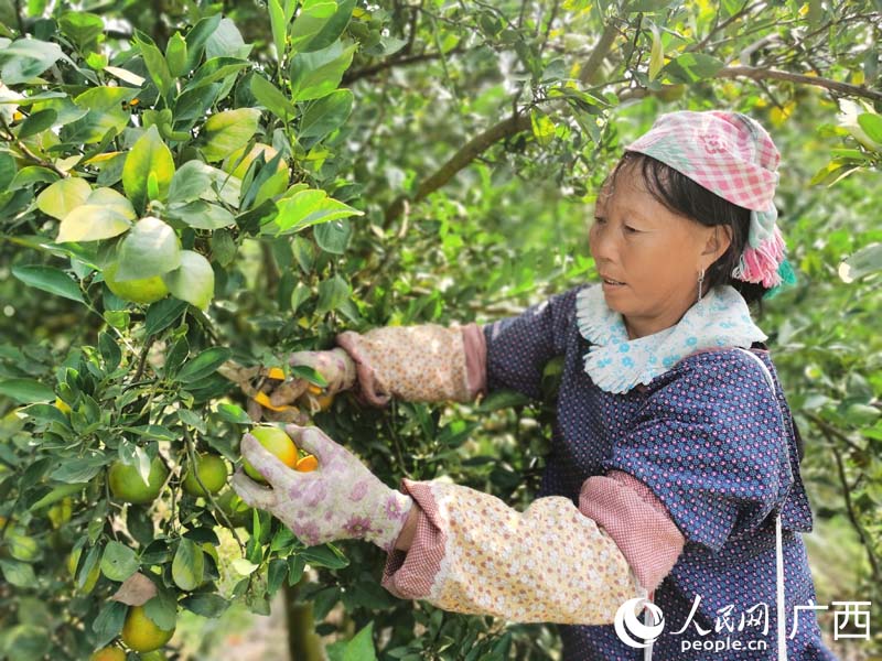 工人在果园中采摘成熟贡柑。人民网 付华周摄