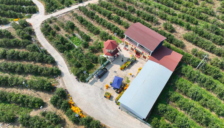 西林：种植能人发展柑橘产业带活脱贫村集体经济