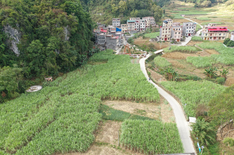 三堂村糖蔗种植区。东兰县融媒体中心供图