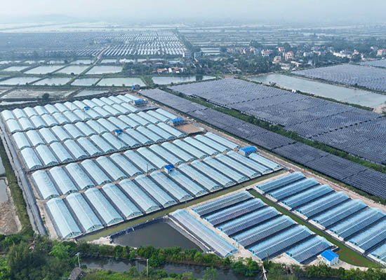 位于东兴市江平镇的小棚养殖基地 (2).jpg