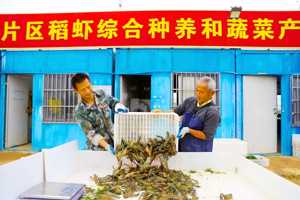 工作人员分拣龙虾 刘志宁摄.jpg
