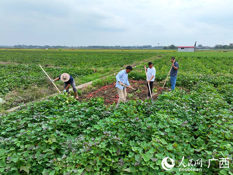 人們在種植基地挖紅薯。人民網 付華周攝