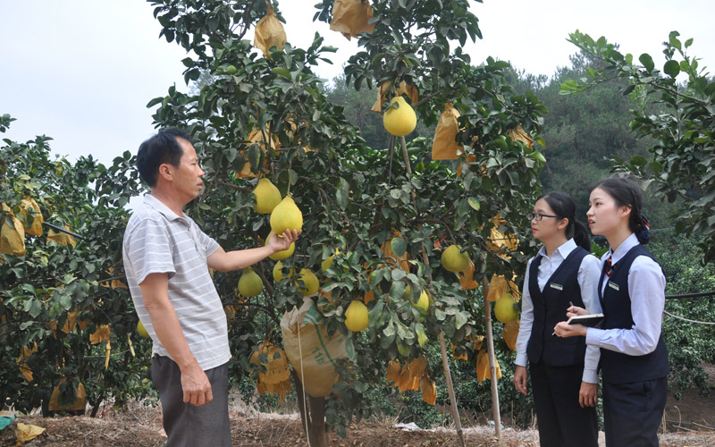 客戶經理向沙田柚種植帶頭人了解今年的銷售情況。