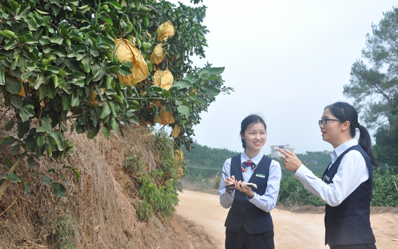 客戶經理深入沙田柚種植基地調研。