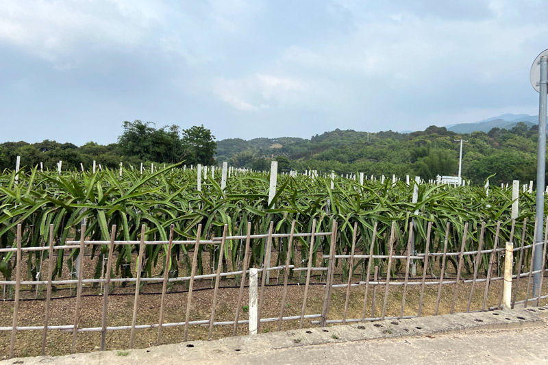 火龙果种植基地。