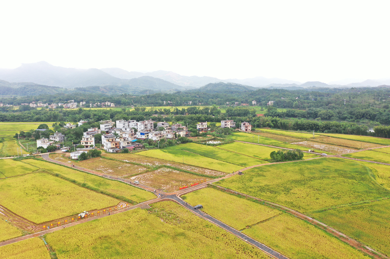 防城區其那村大力建設生活富裕、產業興旺、鄉風文明新農村。