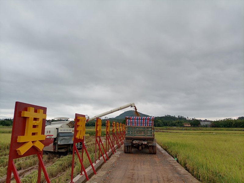 收割機在裝車。防城區融媒體中心供圖