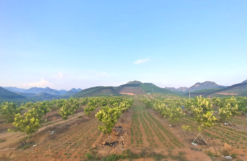 图2:印山村澳洲坚果基地.jpg