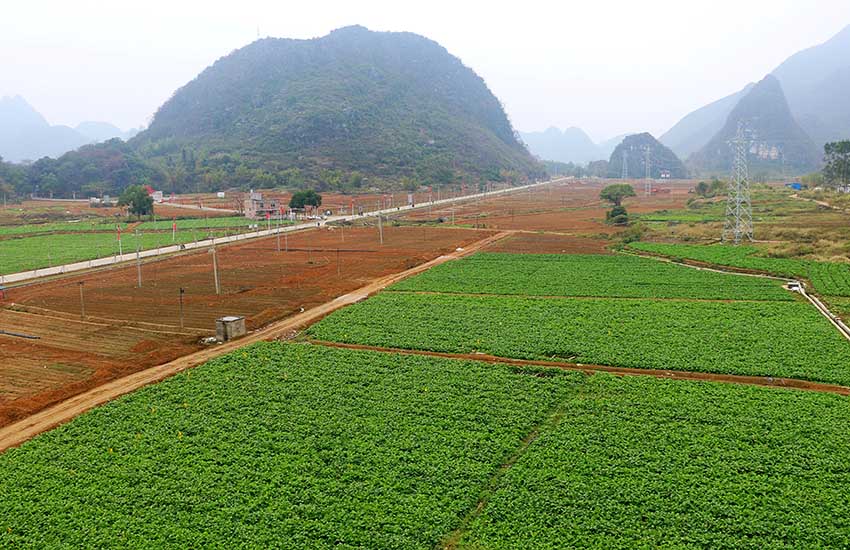 钟山县英家大头菜产业示范区一角。廖超文摄