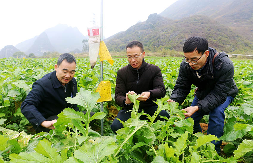 钟山县农业农村局科技特派员在英家大头菜产业示范区查看病虫害防治情况。廖超文摄