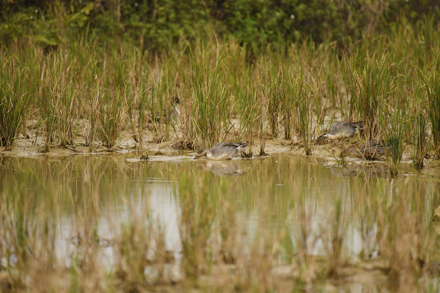 针尾鸭在湿地里觅食。黄伟林摄