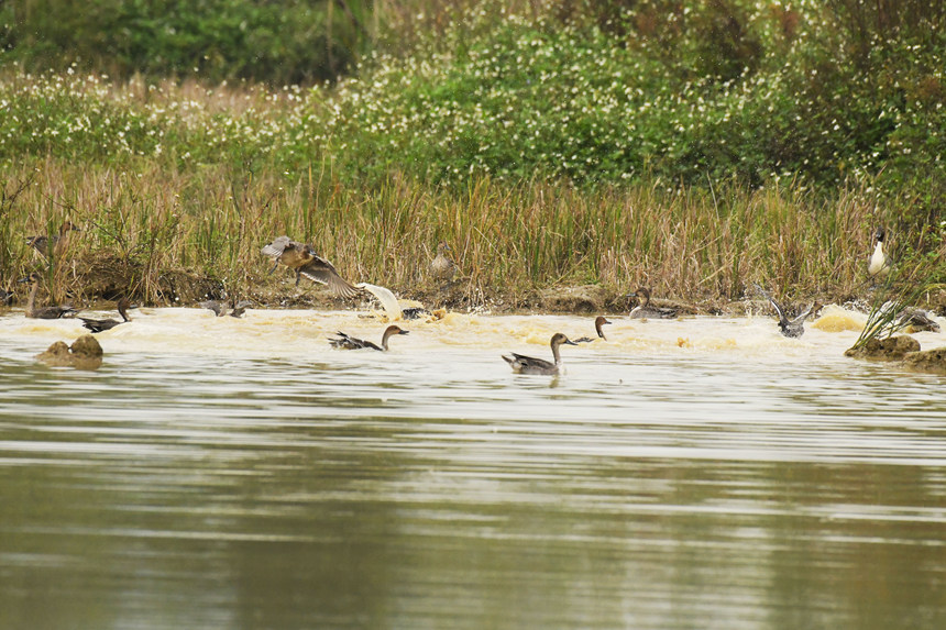 一群針尾鴨在濕地裡覓食嬉戲。黃偉林攝