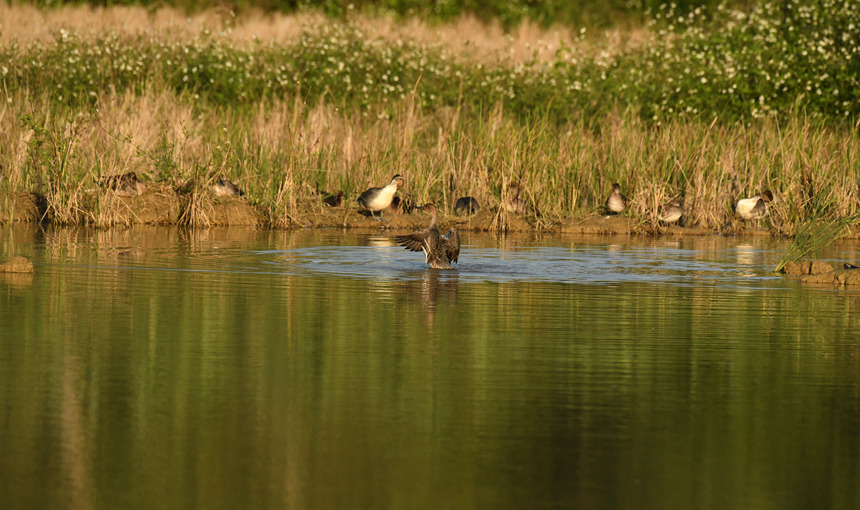 镜头记录到一群针尾鸭在湿地里觅食嬉戏。黄伟林摄
