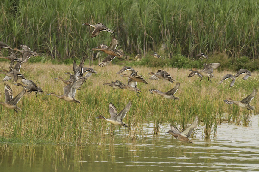 鏡頭記錄一群針尾鴨正展翅低飛。黃偉林攝
