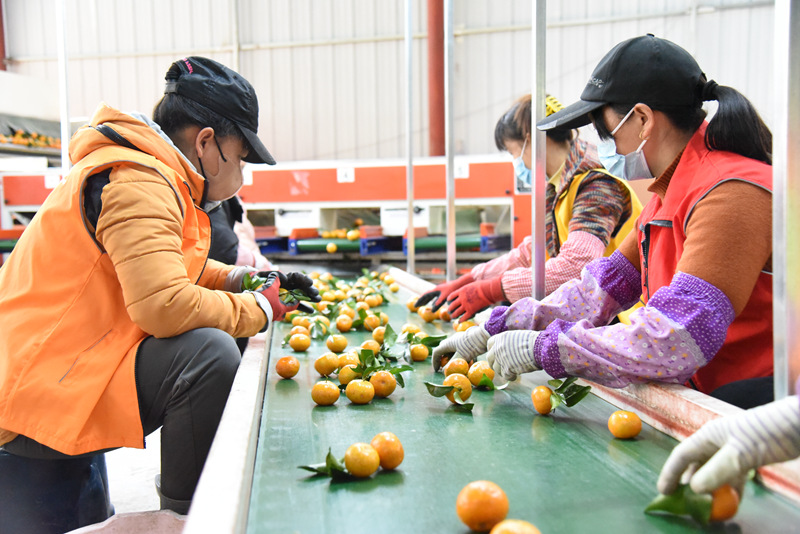 工人们正在分拣柑橘。黄德民摄