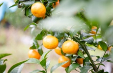 田林：万亩柑橘迎丰收 满山金果采摘忙