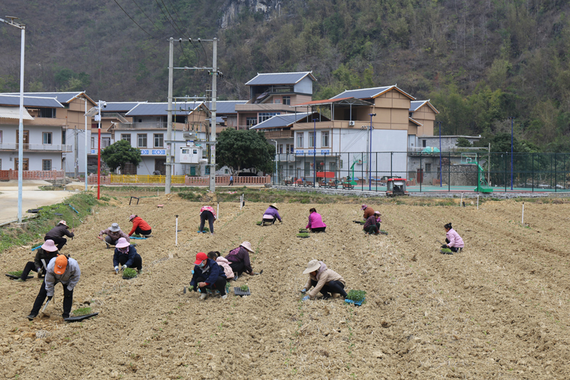 永仁村村民正在移摘辣椒苗、油麦菜。郭银摄