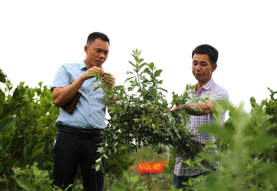 港南區東津鎮返鄉青年人才馮德泉（左一）大力推廣廣佛手、艾草等中藥材規模化種植。
