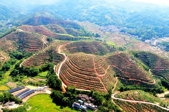 蜜柚基地全景。莫恭明摄