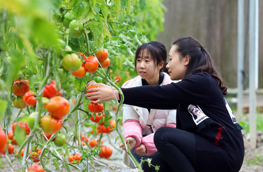 游客正在大棚里体验番茄采摘。
