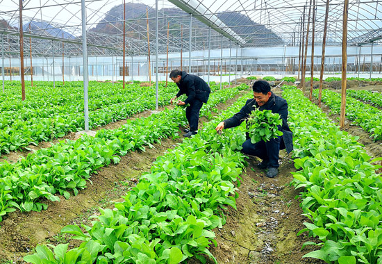 工人们正在采摘青菜。