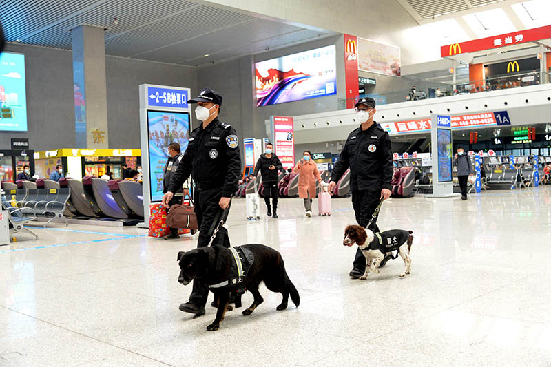 民警帶著警犬金剛和琪琪在柳州站候車室執勤。孫赟飛攝