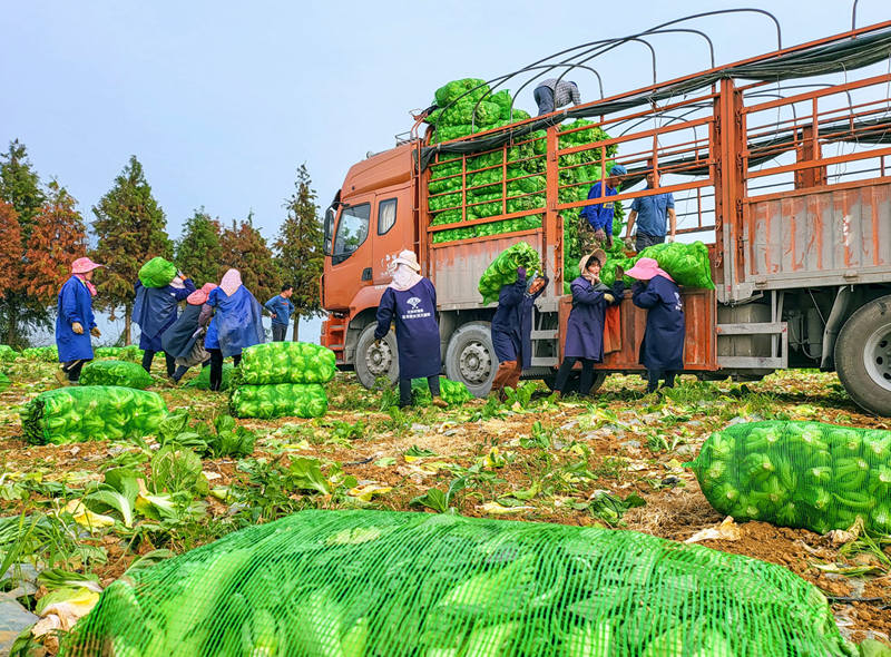 橫州市平馬鎮五權村，村民們將打包好的玉芥菜裝車。黃汝德攝