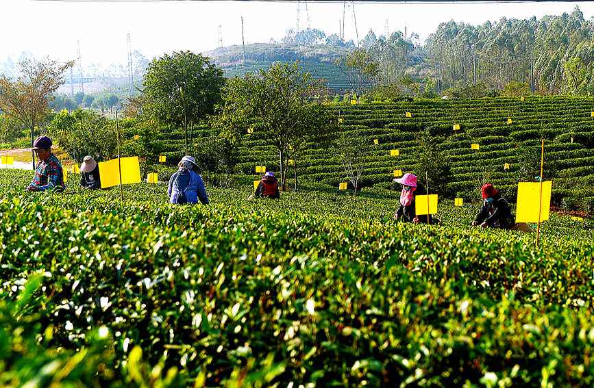 茶農採摘新鮮的嫩芽。趙冠雄攝