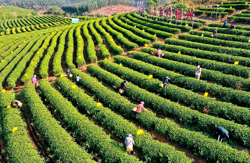 广西灵山有机茶叶种植示范基地。 赵冠雄摄