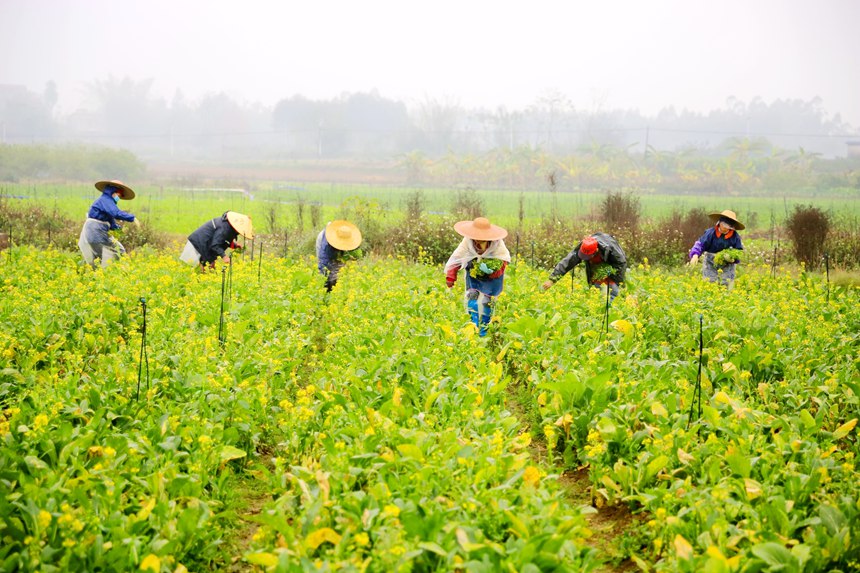 菜农冒着濛濛细雨采摘青菜。刘志宁摄