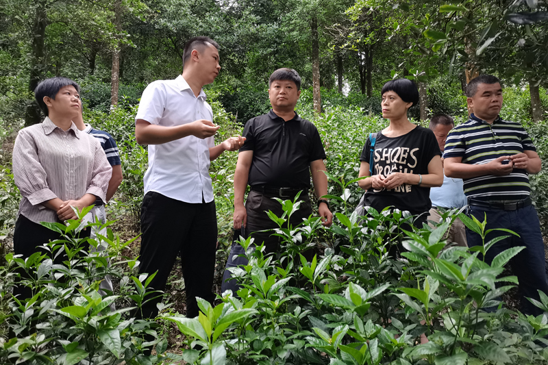 调研组到罗甫村八角病虫害综合防治示范基地调研指导（资料图））