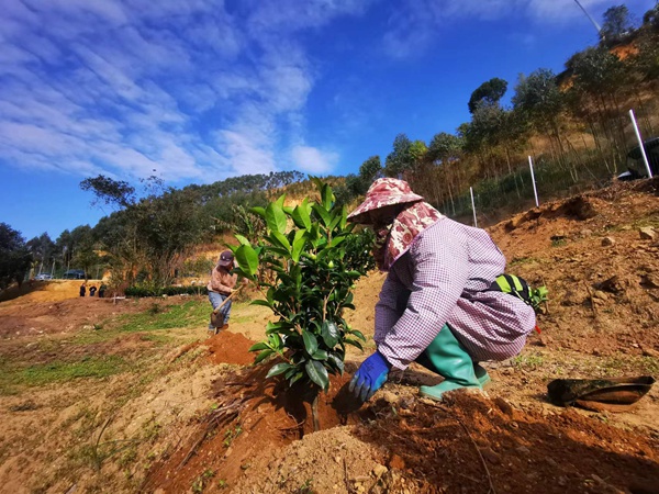 1月28日，福旺鎮玉葉村委長塘尾村村民正在種植茶花樹。王振釗攝