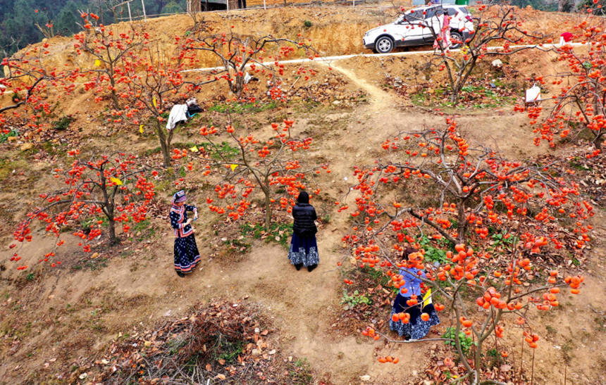 游客在柿子園裡游玩。